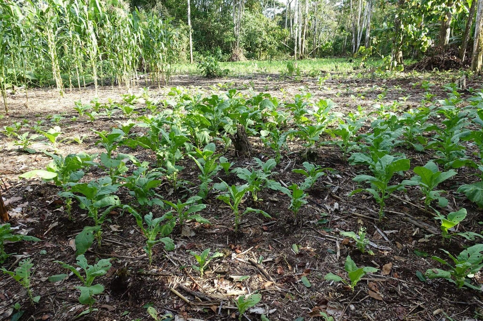mapacho tobacco growing plantation amazon