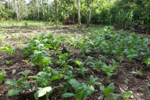 Mapacho tobacco field in Alto Napo, Ecuador